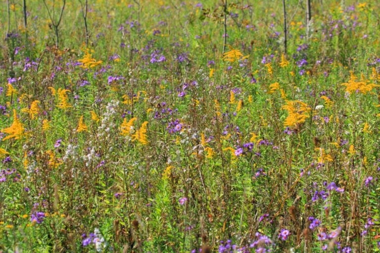 Employment Opportunity Conservation Ambassador